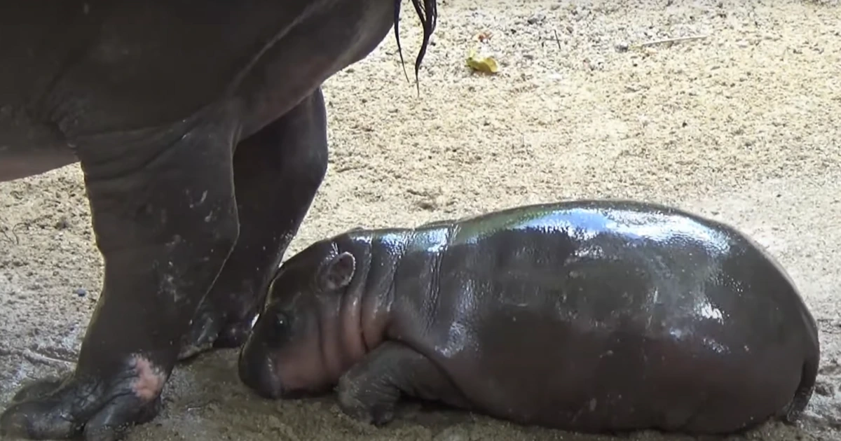 baby pygmy hippos moo deng