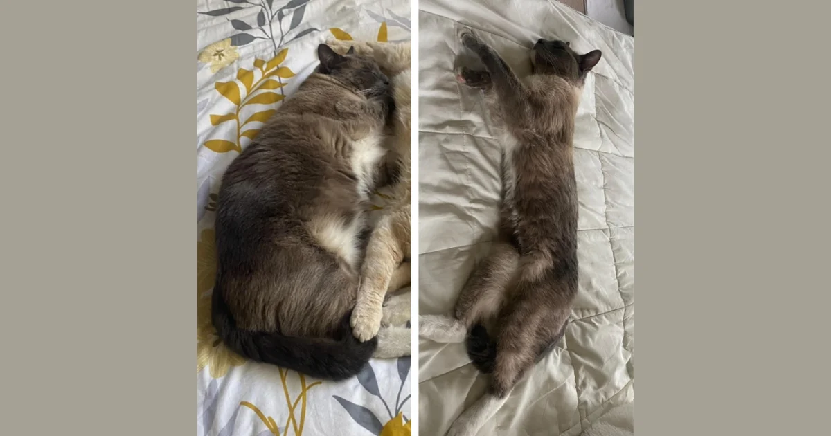 missing cat yellowstone, cat lost in yellowstone, yellowstone missing cat, cats