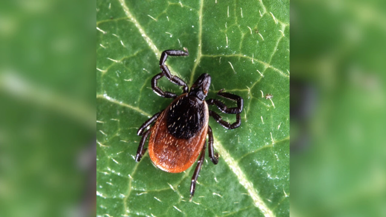 Lyme Disease, Symptoms of Lyme Disease , Lyme disease rash